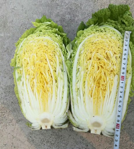 黄洋洋高档黄芯白菜种子春季早熟黄心白菜品种