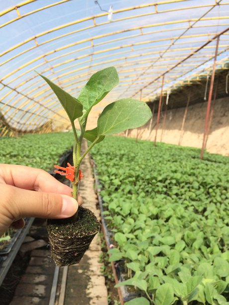 亚辉茄子砧木茄子嫁接砧木品种