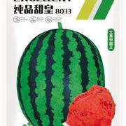 纯品甜皇8033大果形高产甜王西瓜种子