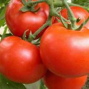 露地番茄种子大棚越夏专用耐热硬度高耐运输西红柿种子