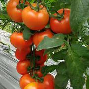 红果番茄种子高产早熟西红柿种子