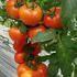 红果番茄种子高产早熟西红柿种子