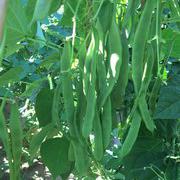 绿龙架豆菜豆种子
