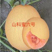 山科蜜六号网纹甜瓜种子
