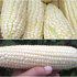 中科茂华中科香雪糯玉米种子白色粘玉米大棒型香糯高产