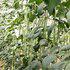 中科茂华绿长霸豇豆种子翠绿色长豆角种子耐老长1米