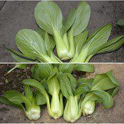 中科茂华蔬菜种子欧诺德109青梗菜一代杂交油菜种子耐湿耐热深绿