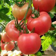 贝利1319粉果番茄种子