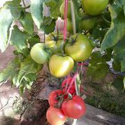 优抗406粉果番茄种子（春秋）