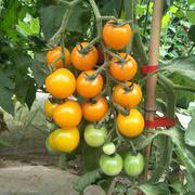 金宝黄色小番茄种子柿子种子