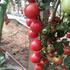多可5号小番茄种子小柿子种子