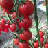 红小贝小番茄种子小柿子种子