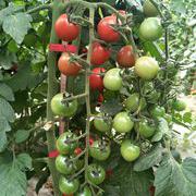 多可6号小番茄种子小柿子种子