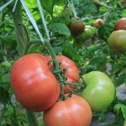 普斯6号粉果番茄种子水果番茄种子