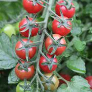 红宝来小番茄种子小柿子种子
