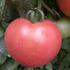 优拉180粉果番茄种子