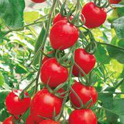红富柿樱桃番茄种子