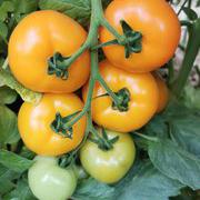 黄中皇番茄种子柿子种子
