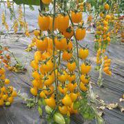 黄金串 黄色小番茄种子柿子种子