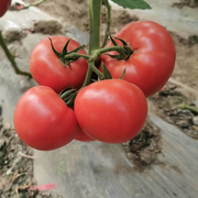 番之味3号 水果番茄种子柿子种子