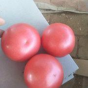 优拉828 大粉果番茄柿子种子