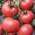 塔丽卡 大粉果番茄柿子种子