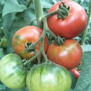番之味6号 水果番茄种子柿子种子