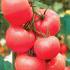 粉冠2号 粉果番茄种子 荷兰进口
