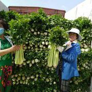  文图拉芹菜种子 进口芹菜种子