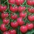 粉桃三号小番茄种子