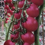 粉桃六号小番茄品种