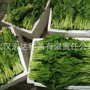 宏达雪菲（211）菜苔种子