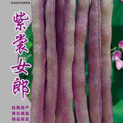 紫裳女郎架豆种子豆角种子