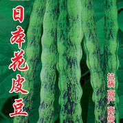 日本花皮豆芸豆种子