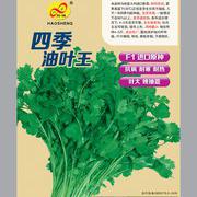 四季油叶王香菜种子