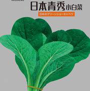 日本青秀小白菜种子