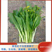 香苔妃子白菜苔种子 适合秋冬栽培