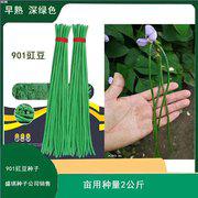 比亚久901豇豆种子 深绿色 豆荚长60-70厘米