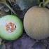 绿玛瑙网纹甜瓜种子
