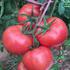 贝尔737粉果番茄种子