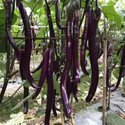 吉美诺高产紫线茄