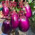 紫光早茄早熟紫茄种子