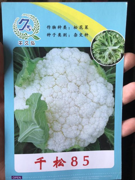 千松85青梗松花菜种子价格批发 种子库