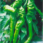 同乐23188螺丝椒高产螺丝椒辣椒种子